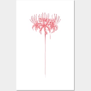 Red spider lily Posters and Art